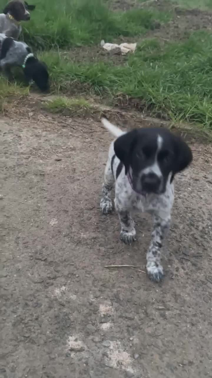 German Shorthaired Pointer dogs for sale: Stunning litter of GSP puppies !! - Video 3