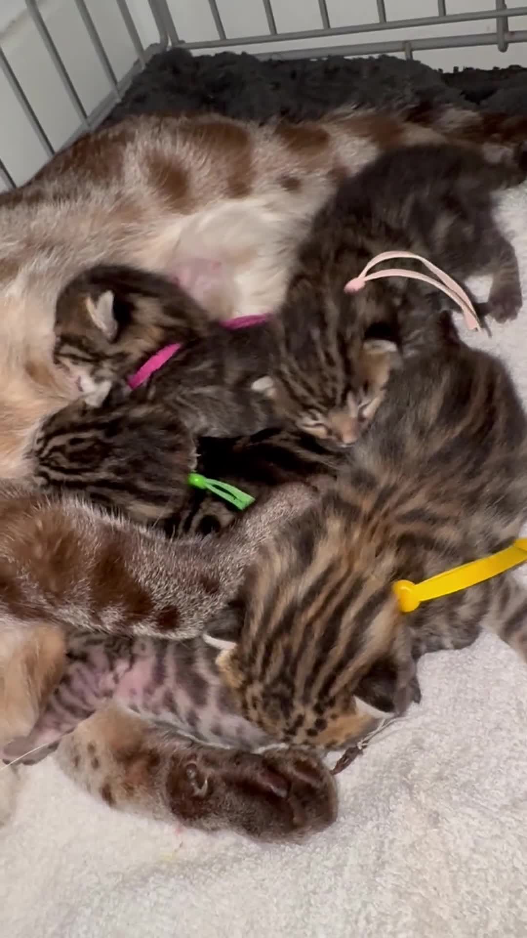 Bengal cats for sale: 5 Gorgeous Babies 🐾  in Southam - Video 1