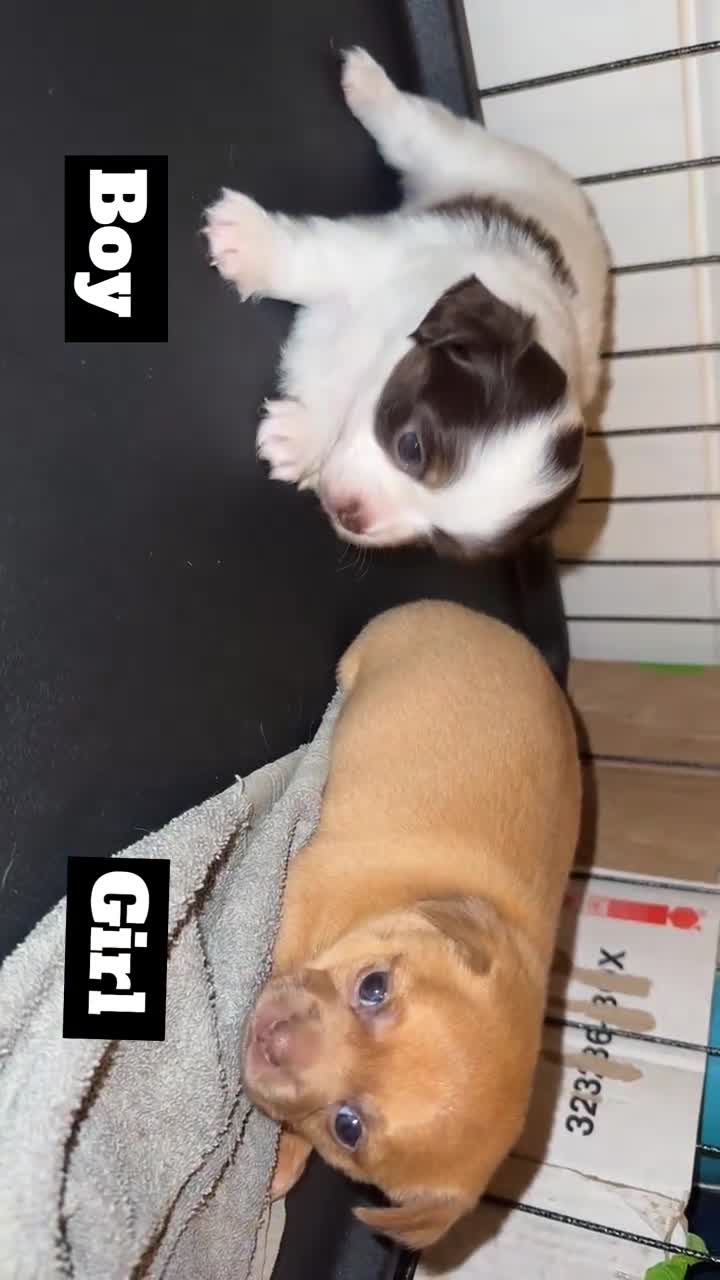 Chihuahua dogs for sale: Two beautiful Chihuahua puppy’s for sale.  - Video 1
