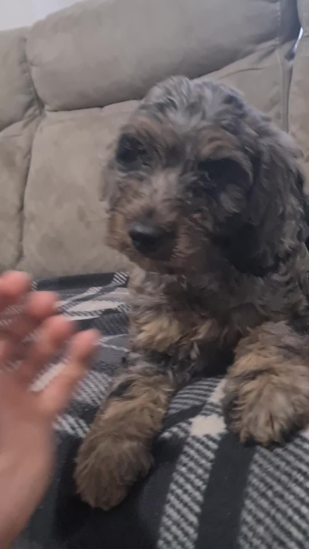 Cockapoo dogs for sale: F1 cockapoo pups. JUST 2 LEFT READY NOW !! - Video 2