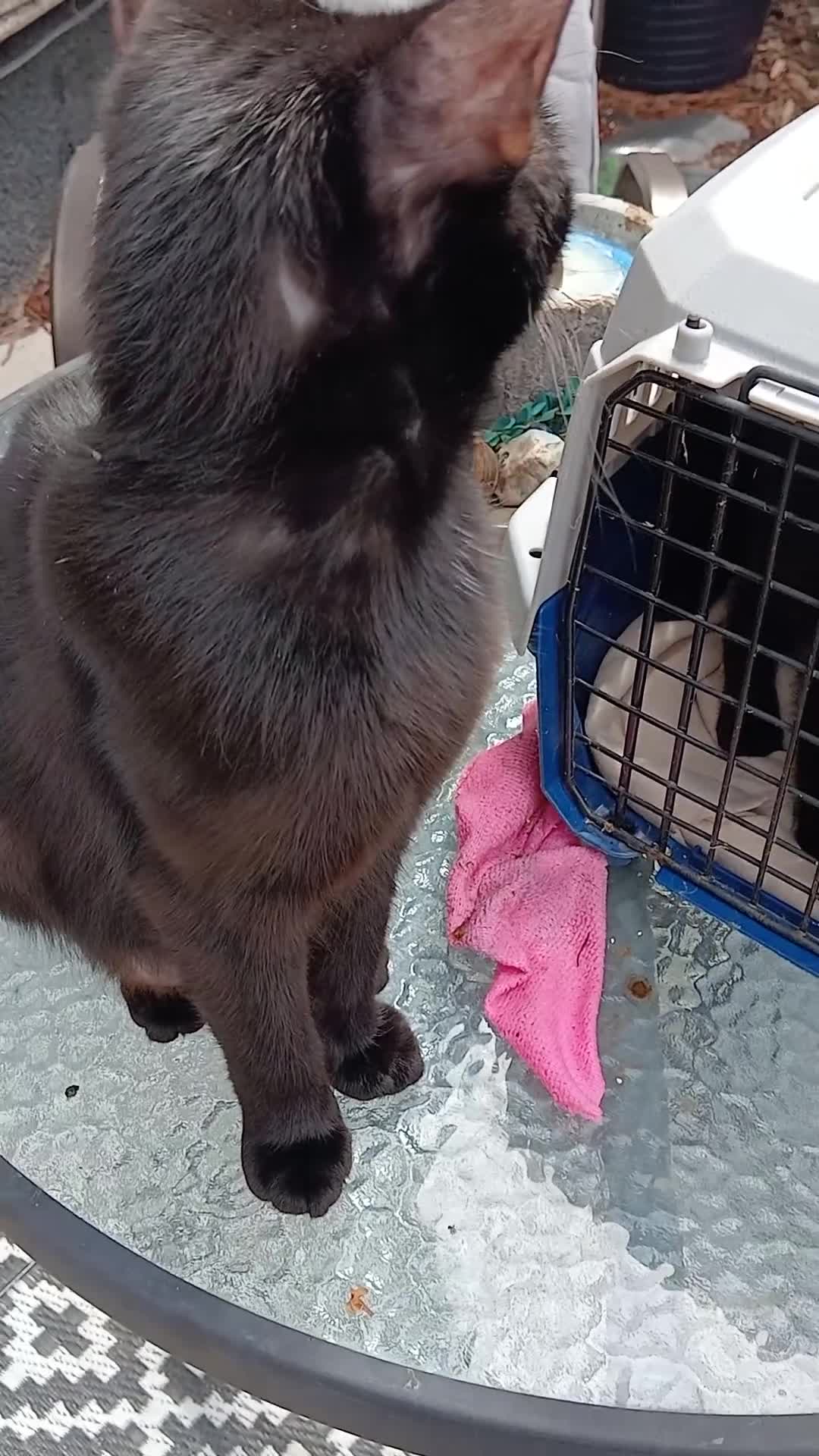 Mixed Breed cats for sale: 4 boys - Video 1