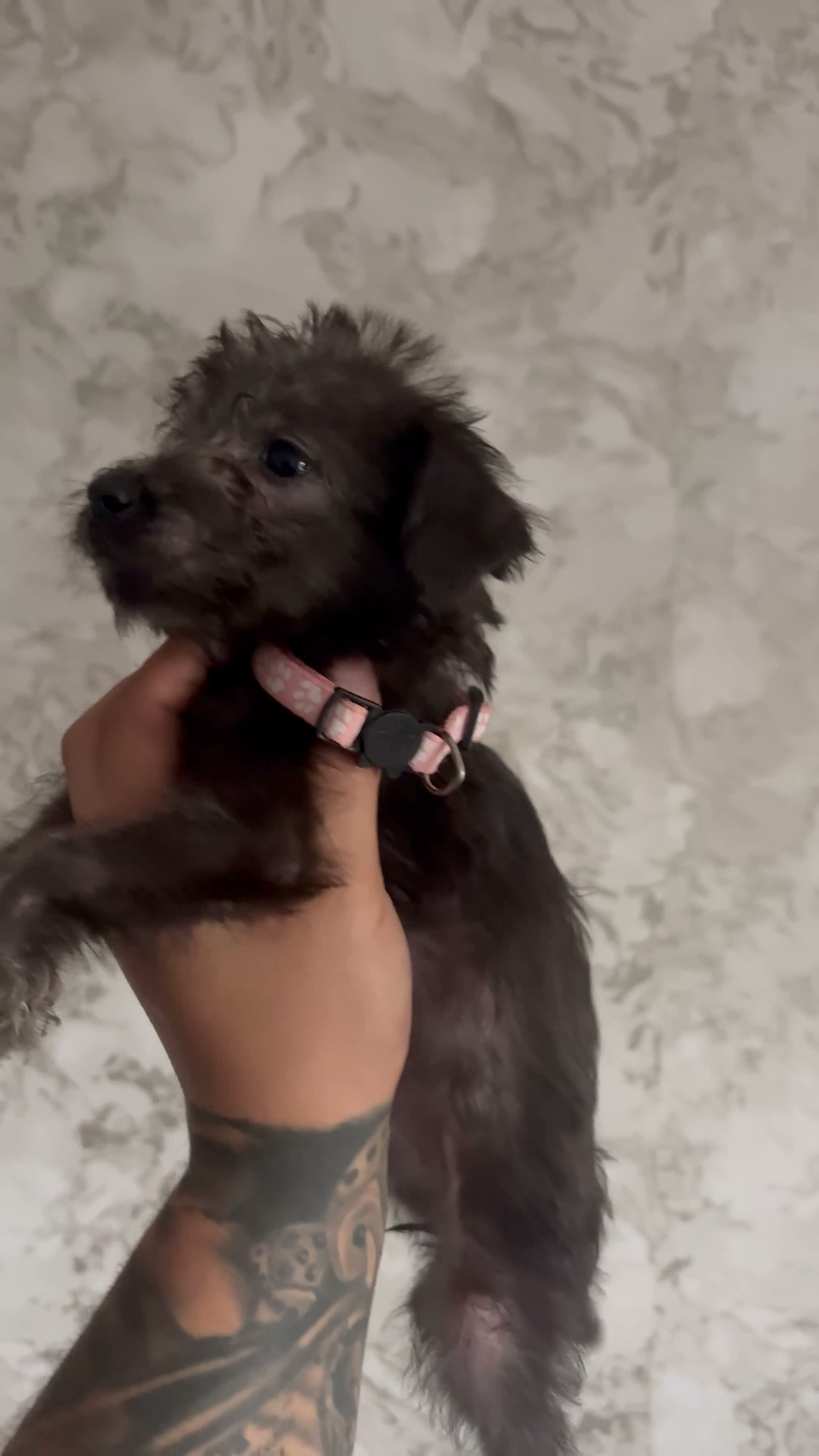 Lurcher dogs for sale: Beddlington x whpippet pups in Atherstone - Video 2
