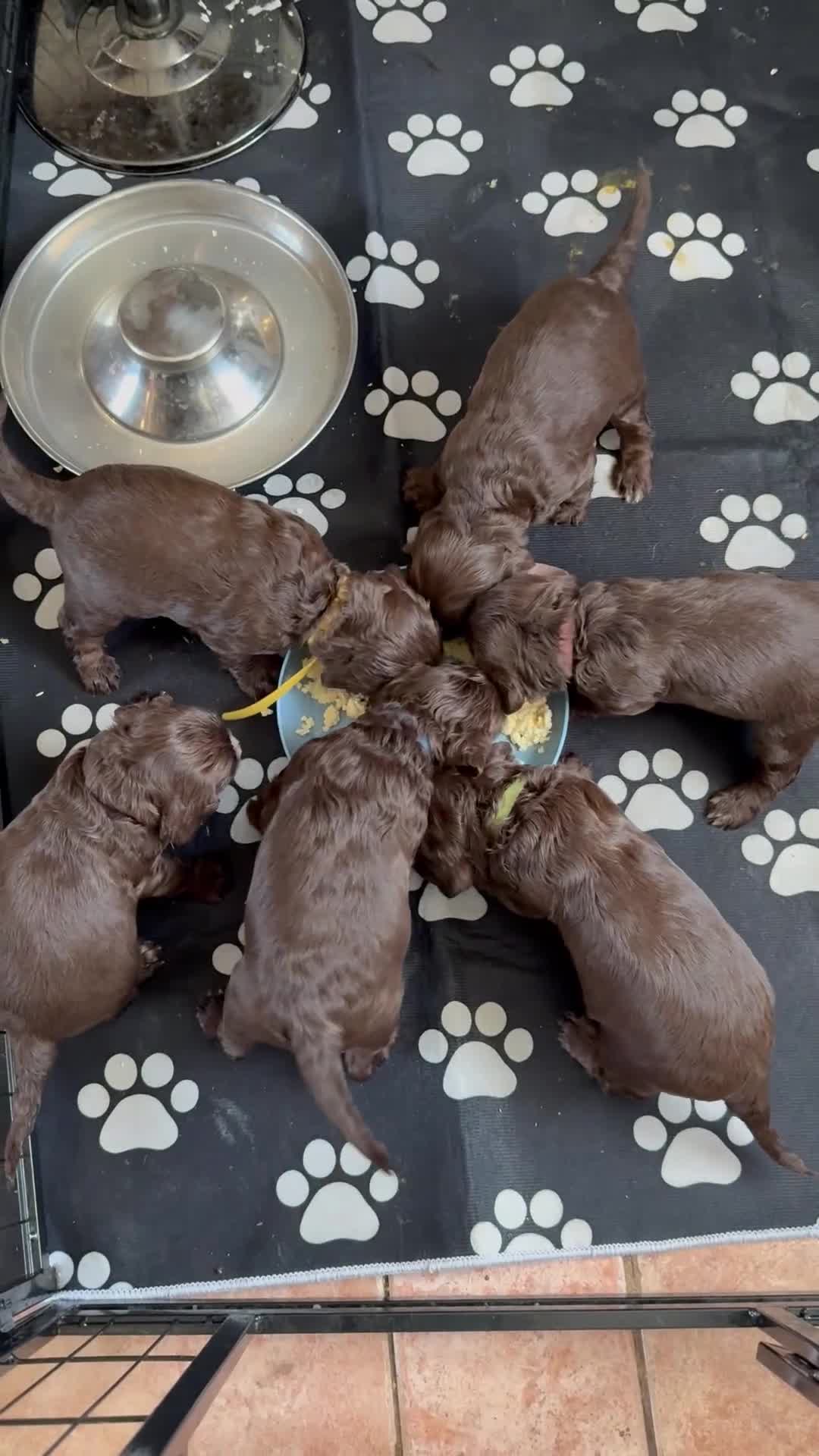 Cocker Spaniel dogs for sale: Working cocker spaniel puppies  in Orpington - Video 1