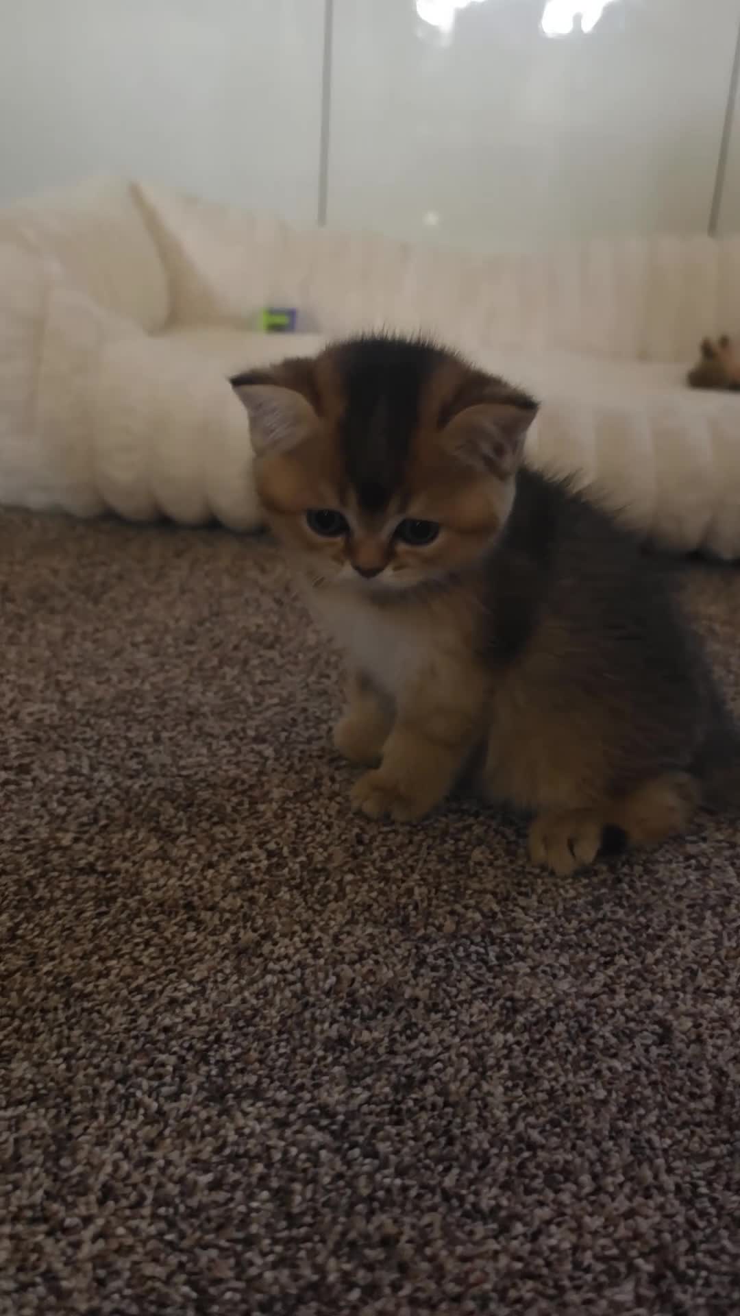 British Shorthair cats for sale: ✨🐾 ✨ GOLDEN SHIMMER BRITISH SHORTHAIR KITTENS ✨  - Video 1