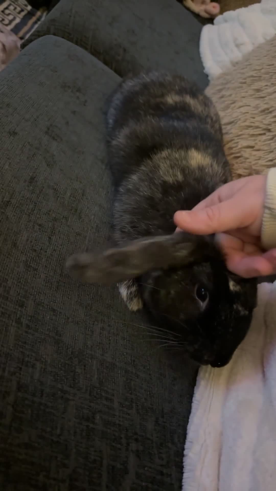 Mixed Breed rabbits for sale: Male grey rabbit  - Video 2