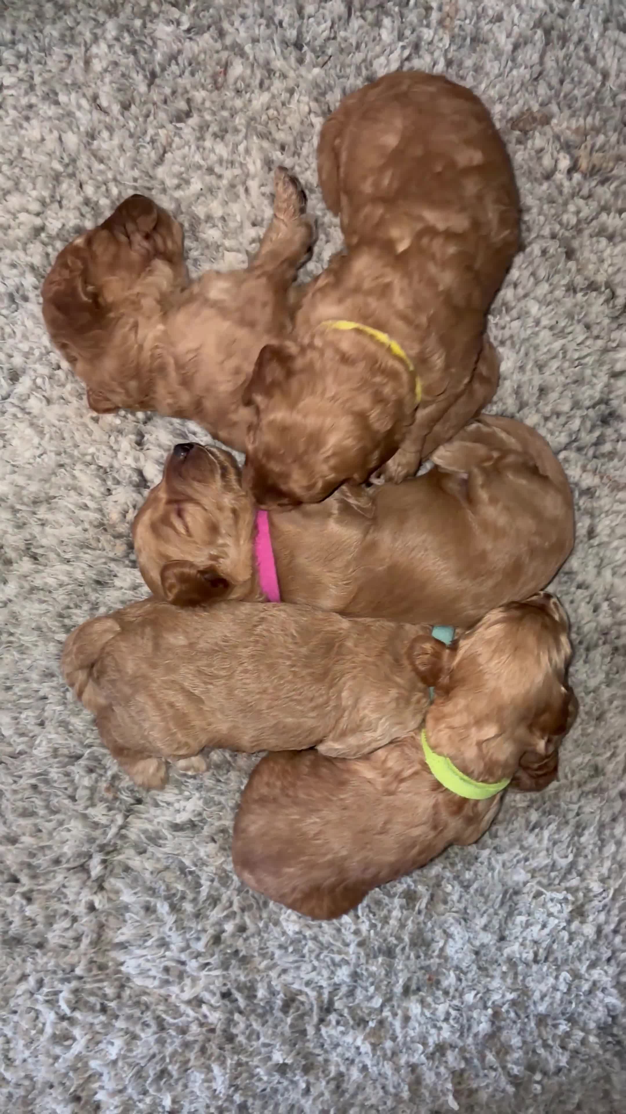 Cavapoo dogs for sale: Beautiful F1B mini Cavapoo puppies  - Video 5
