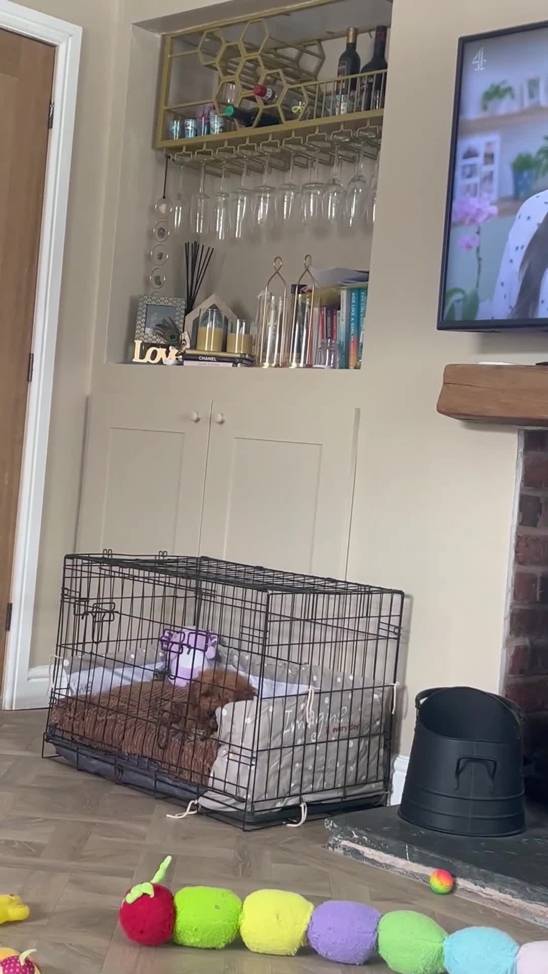 Cavapoo dogs for sale: Merlesque 5⭐️F1b curly teddy bear coats  - Video 4