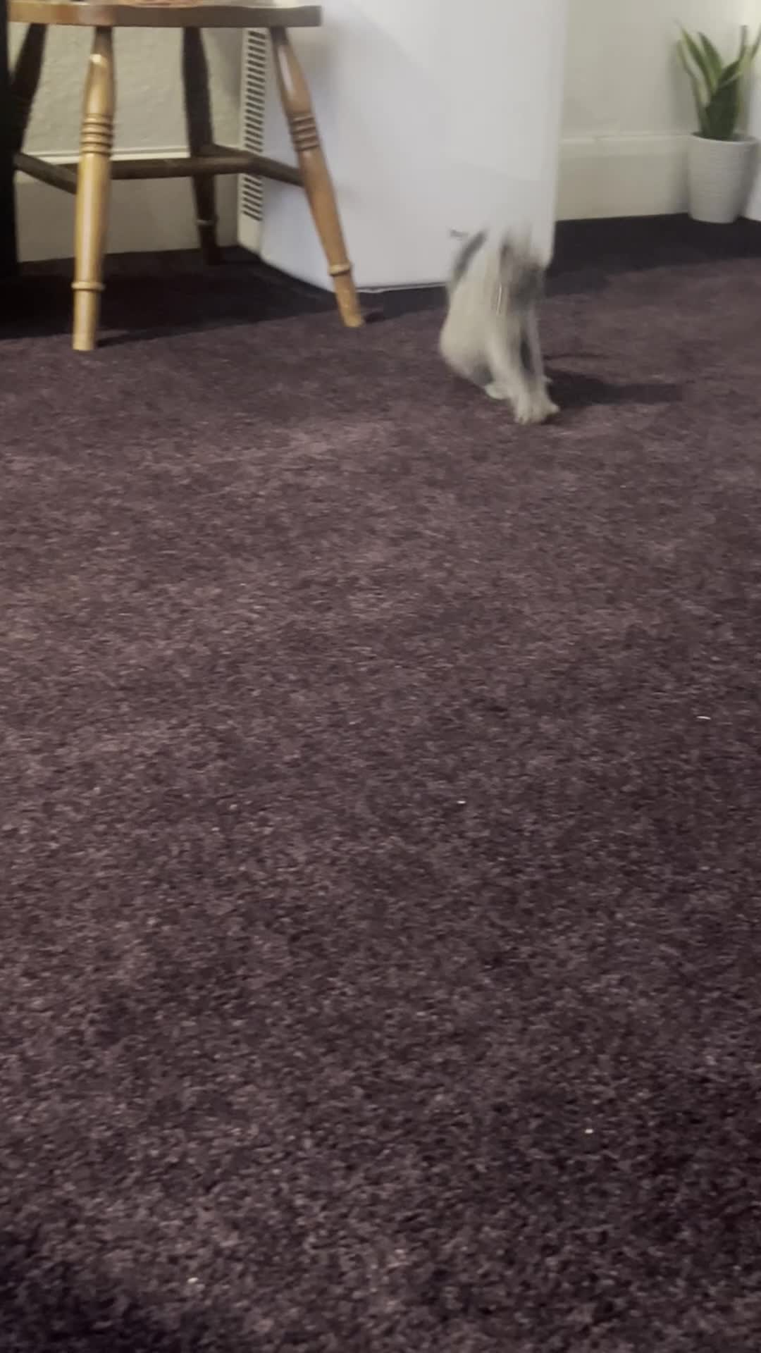 Russian Blue cats for sale: Truly Extraordinary Russian Blue x Chartreux - Video 1