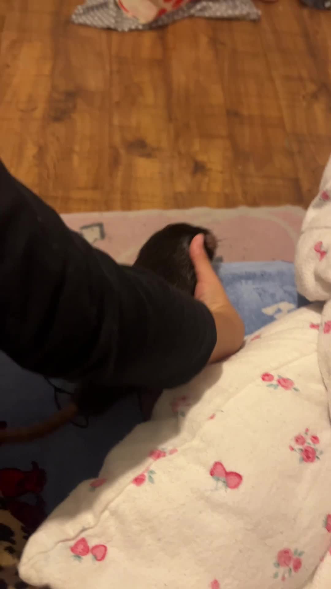 Rat rodents for sale: 4 Male rats + Cage (negotiable price)  - Video 4