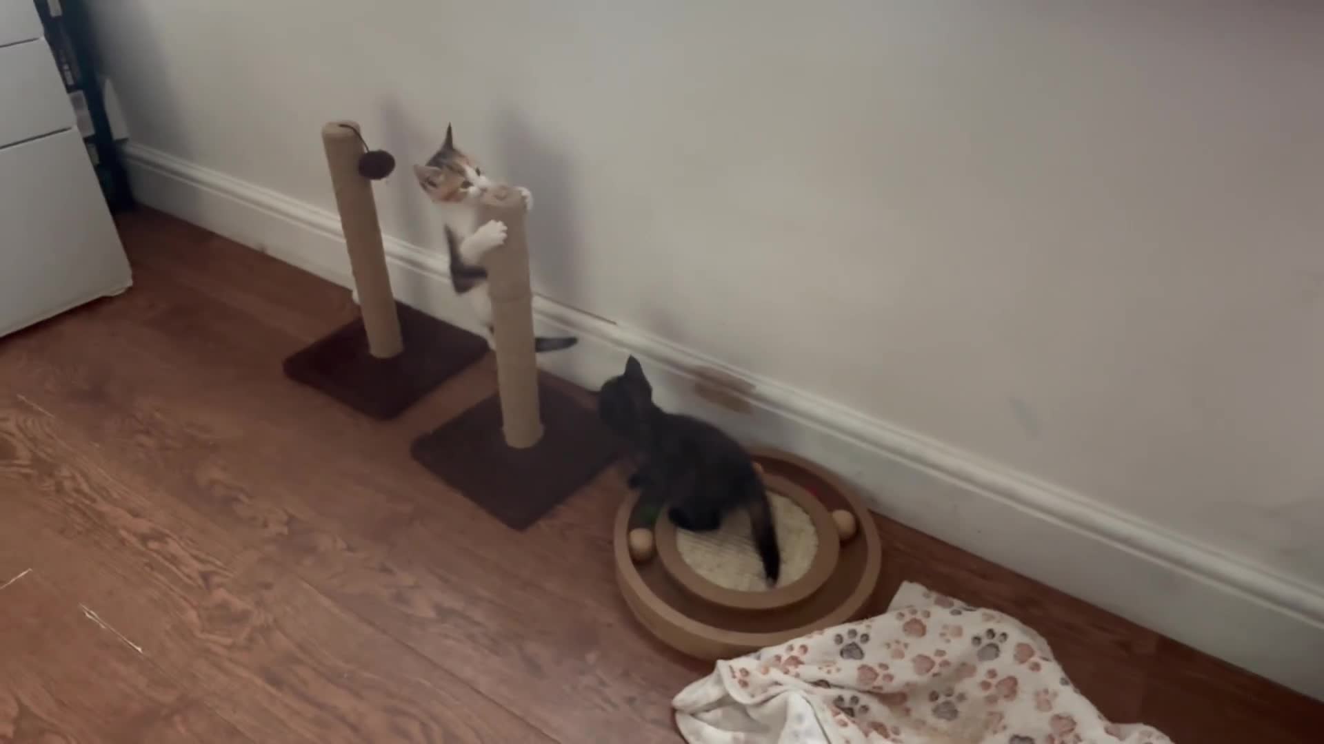 Mixed Breed cats for sale: 1/4 Maincoon dog friendly kittens - Video 2