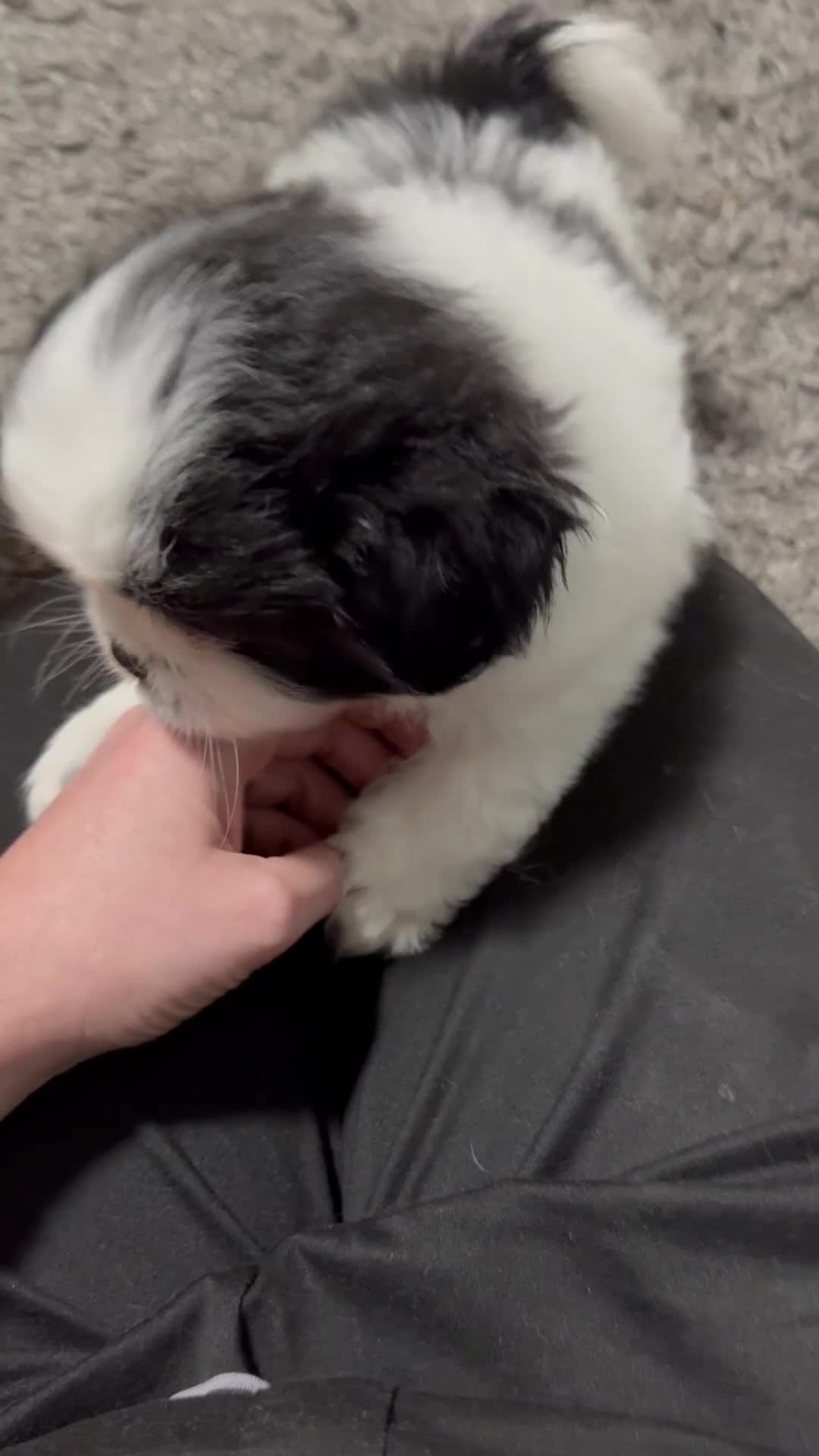 Mixed Breed dogs for sale: 6 beautiful Shih Tzu/Pomerianian puppies !  - Video 3