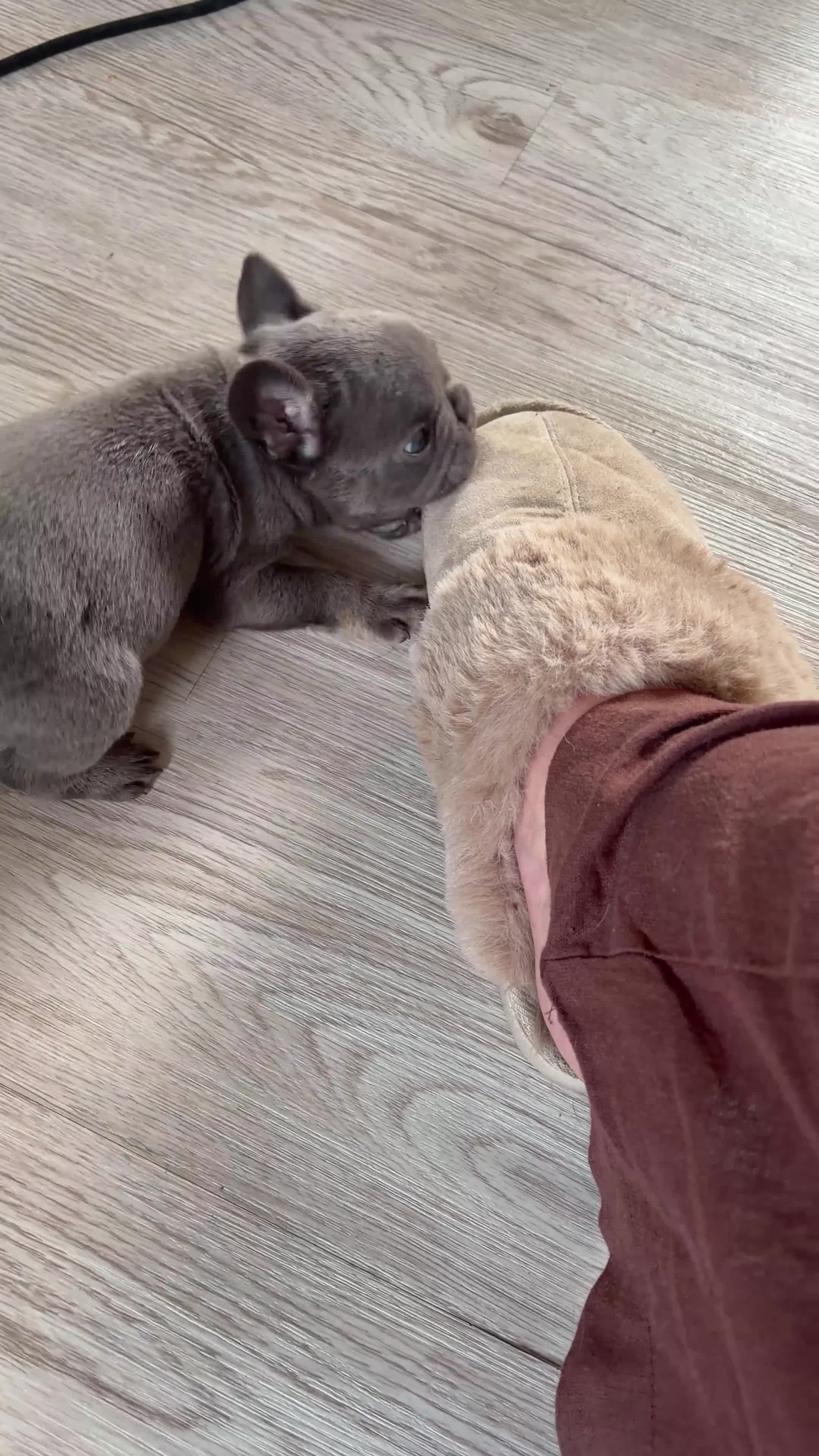 French Bulldog dogs for sale: 2 beautiful boys🫶 - Video 4