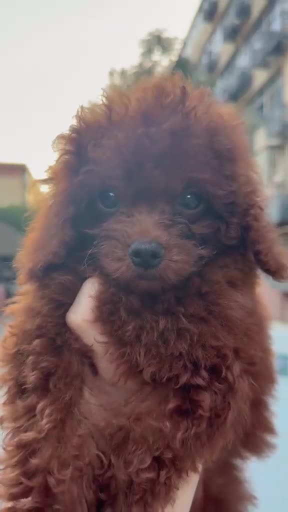 Toy Poodle dogs for sale: True toy Asian Poodle Puppies - Video 2