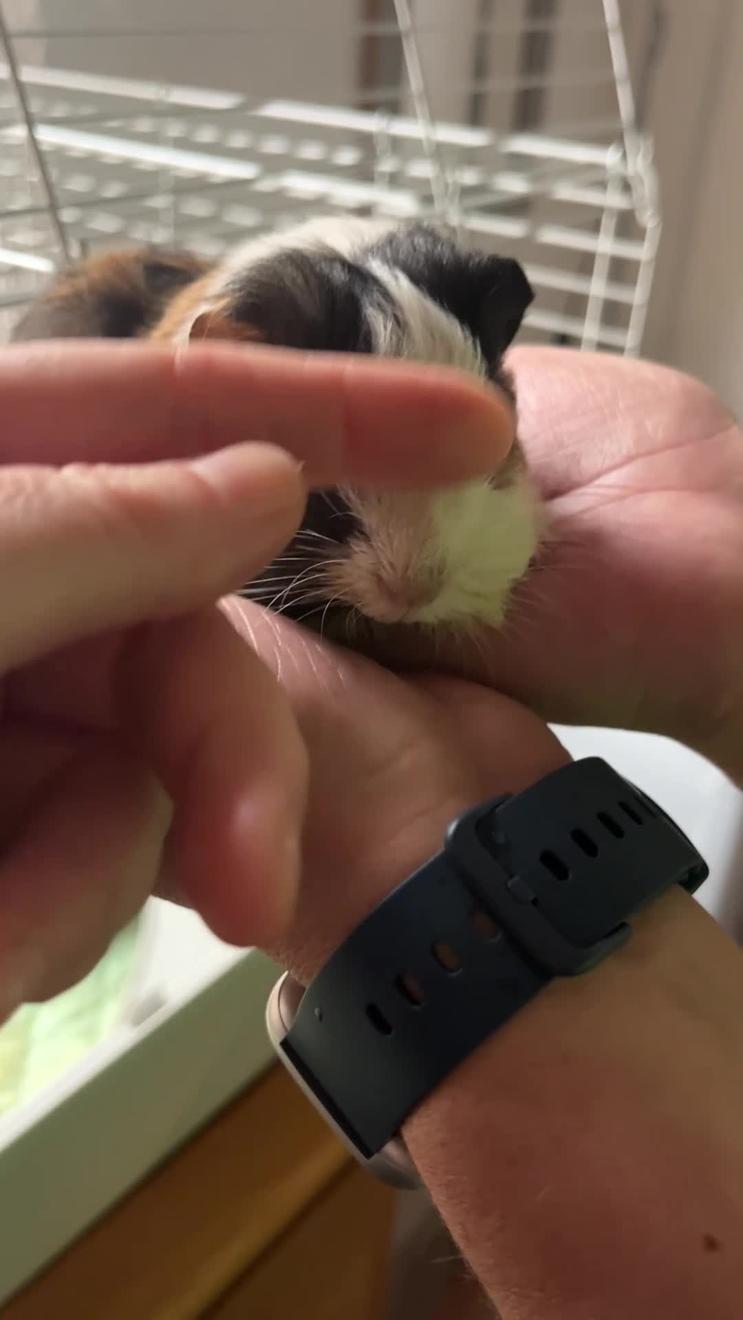 Guinea Pig rodents for sale: 2 Male Guinea Pigs  in Liverpool - Video 2