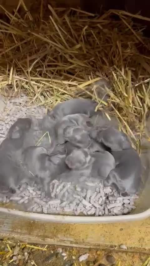 Mini Lop rabbits for sale: Pick up 4/4/26Purebred Violet-blue velvet Holicier - Video 2