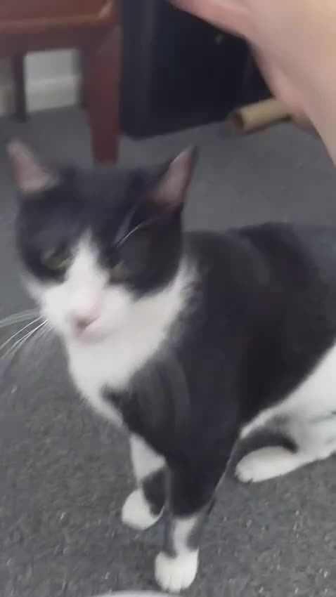 Mixed Breed cats for adoption: Indoor boy, Calm and Gentle Zack  in Norwich - Video 1
