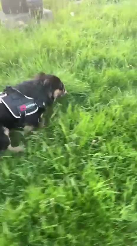 English Bulldog dogs for stud: Fluffy English bulldog for stud - Video 1