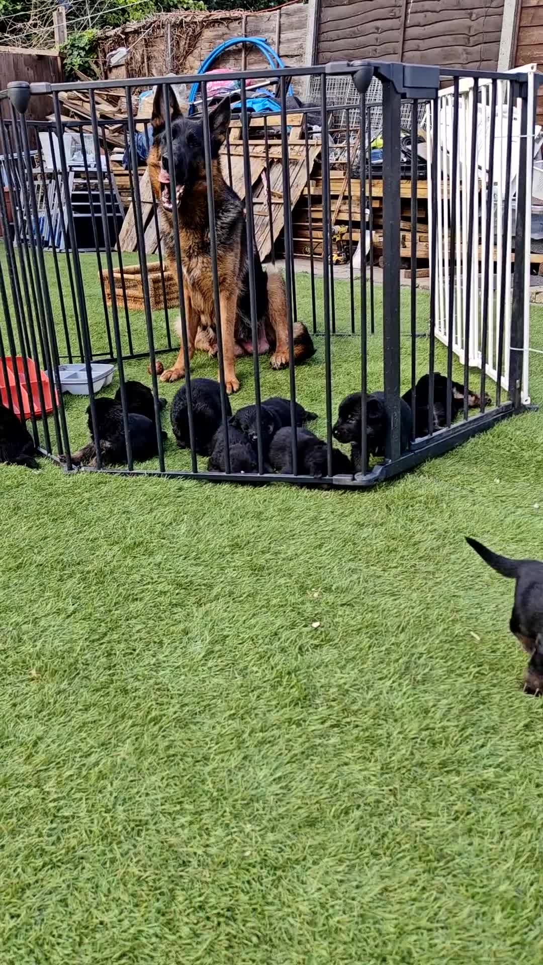German Shepherd dogs for sale: German Shepherd Puppies (champions parents)  - Video 1