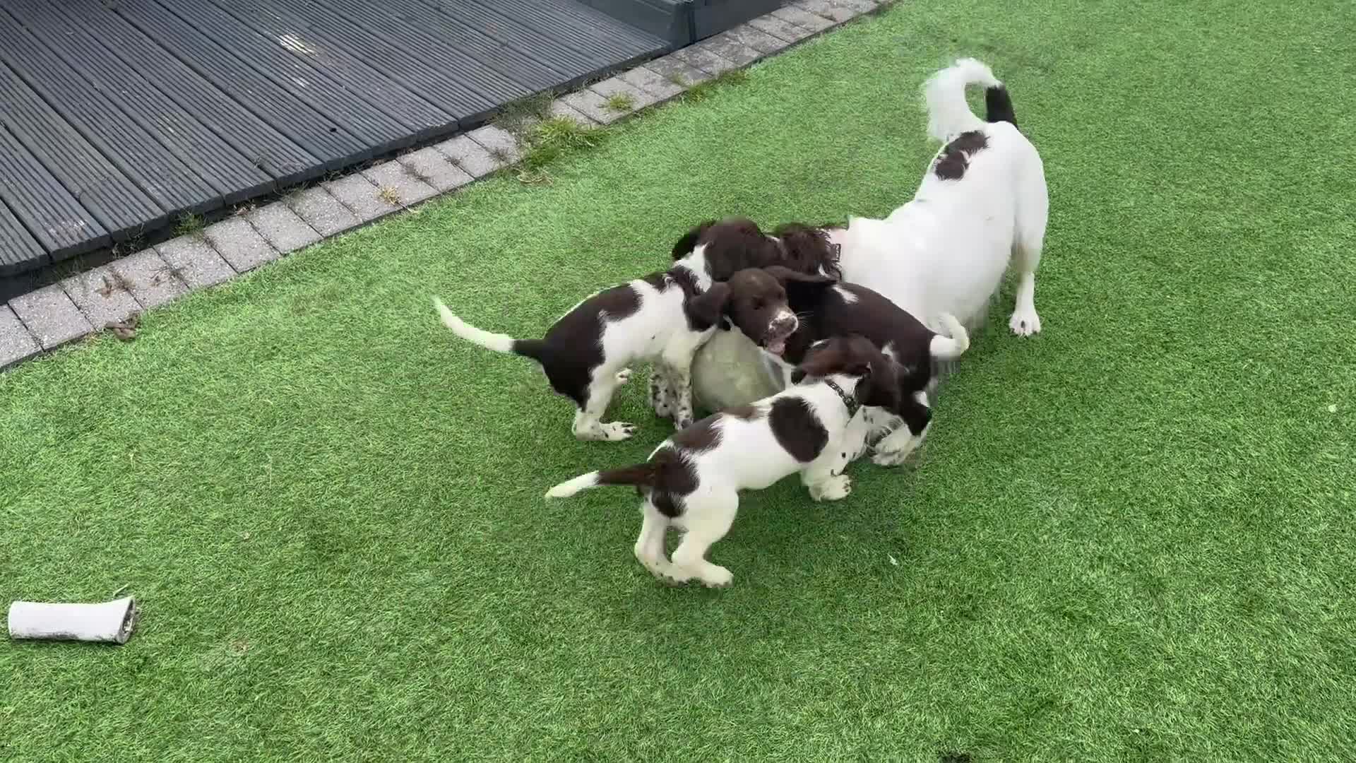 English Springer Spaniel dogs for sale: Last 3 5th Generation Liver and White ESS Puppies - Video 2