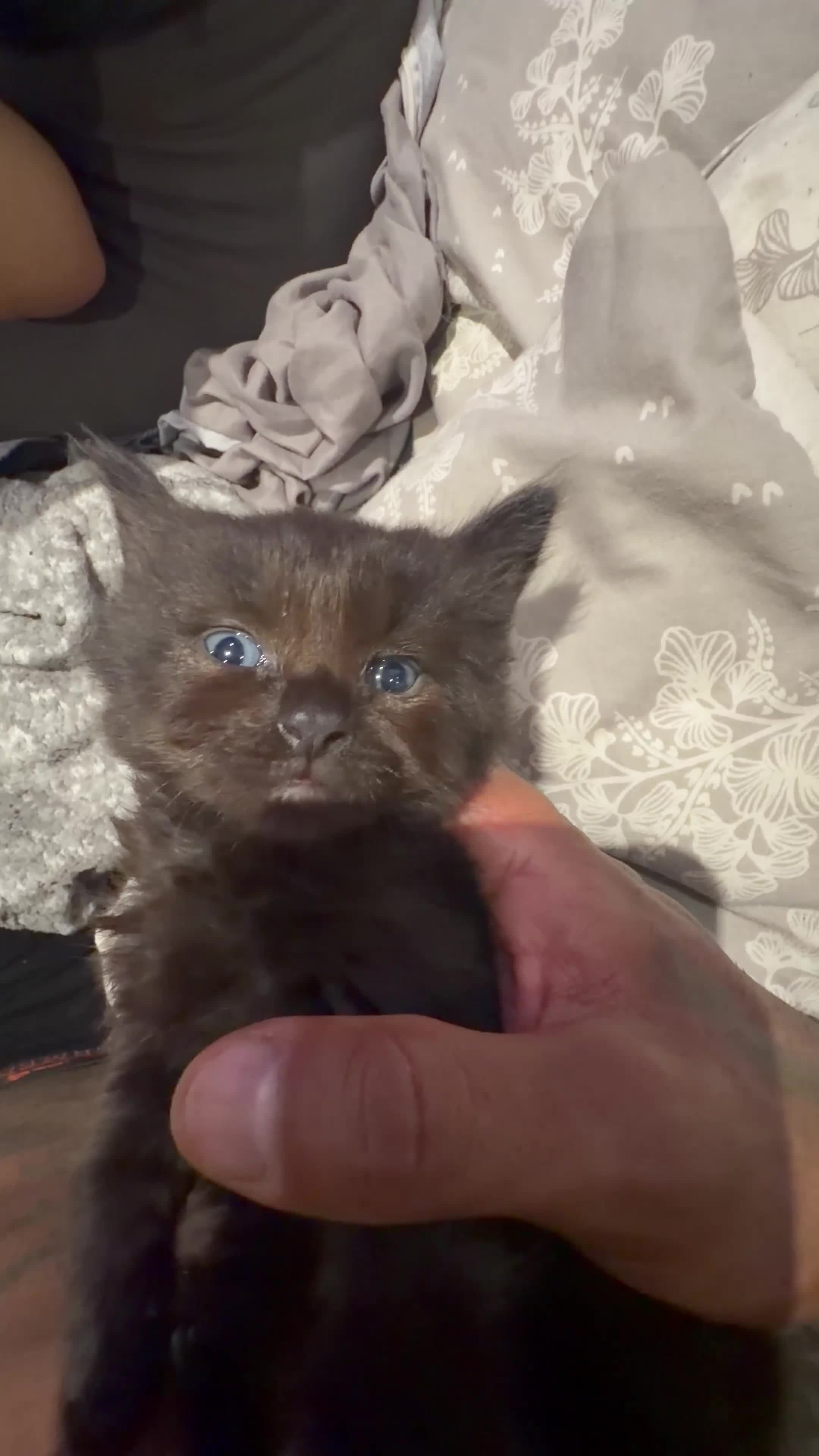 Ragdoll cats for sale: Black ragdolls  - Video 1