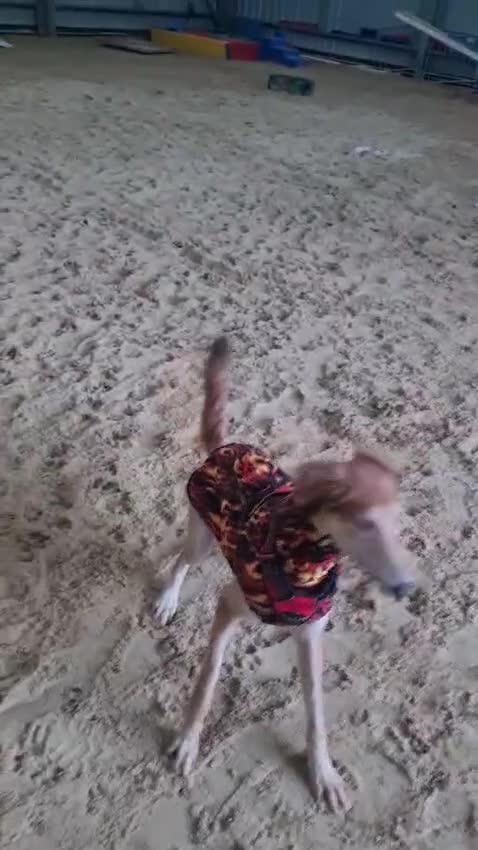 Saluki dogs for adoption: Falkor - Video 1