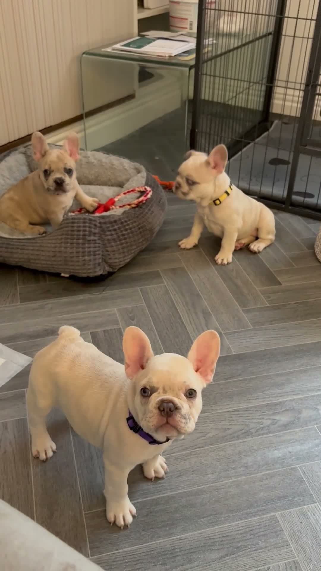 French Bulldog dogs for sale: French bulldog puppies are ready for a new home  - Video 1