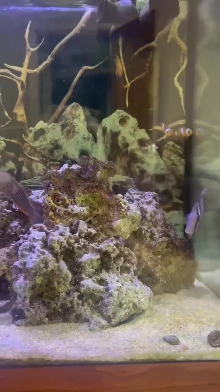 Other/Mixed Breed fish for sale: marine tank - Video 1