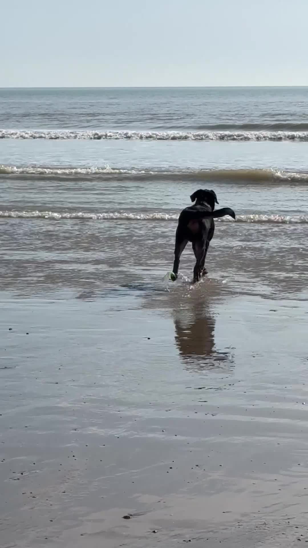 Rottweiler dogs for sale: Regrettable sale - Video 1