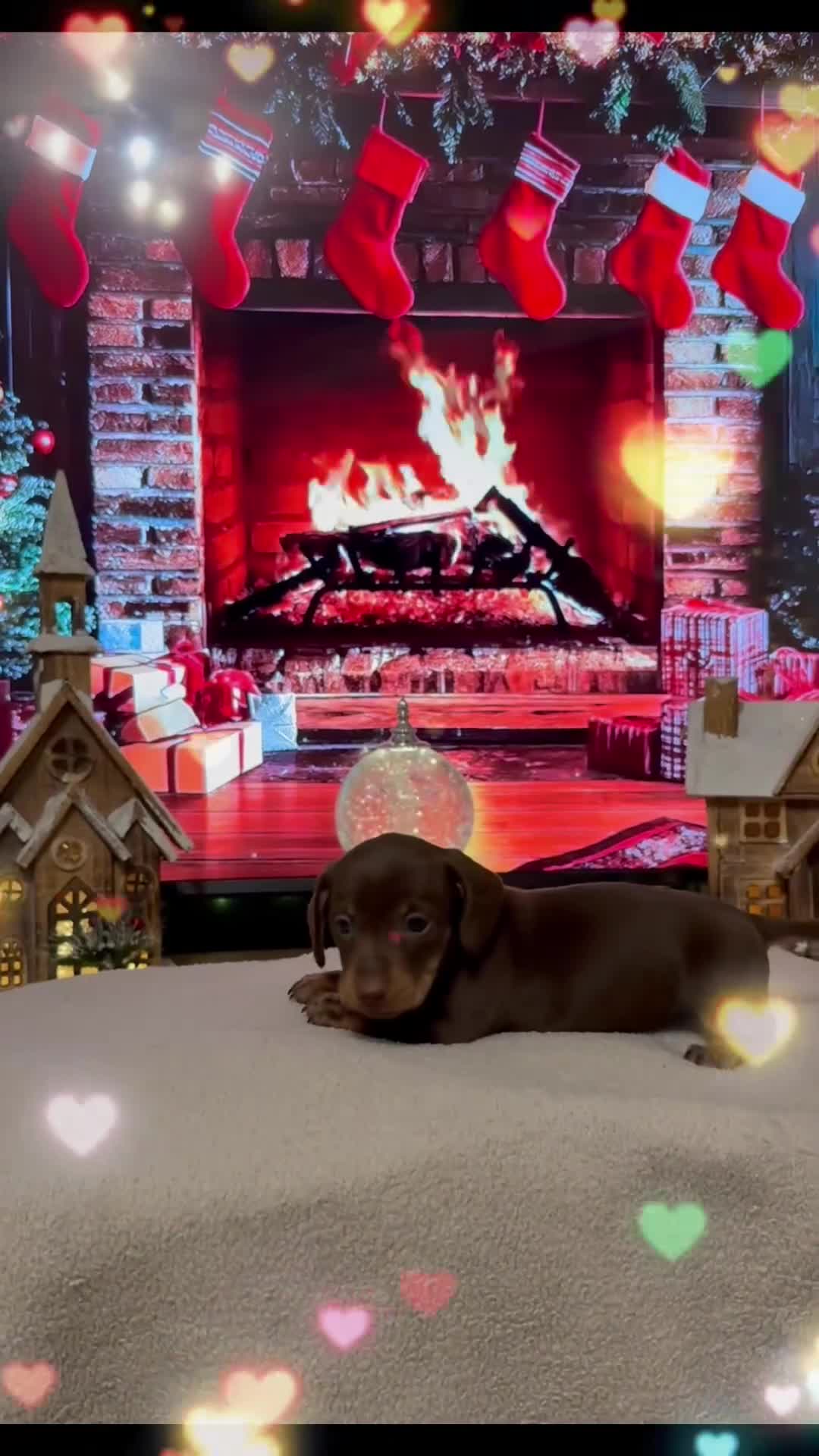 Miniature Dachshund dogs for sale: Chocolate and tan miniature dachshunds - Video 1