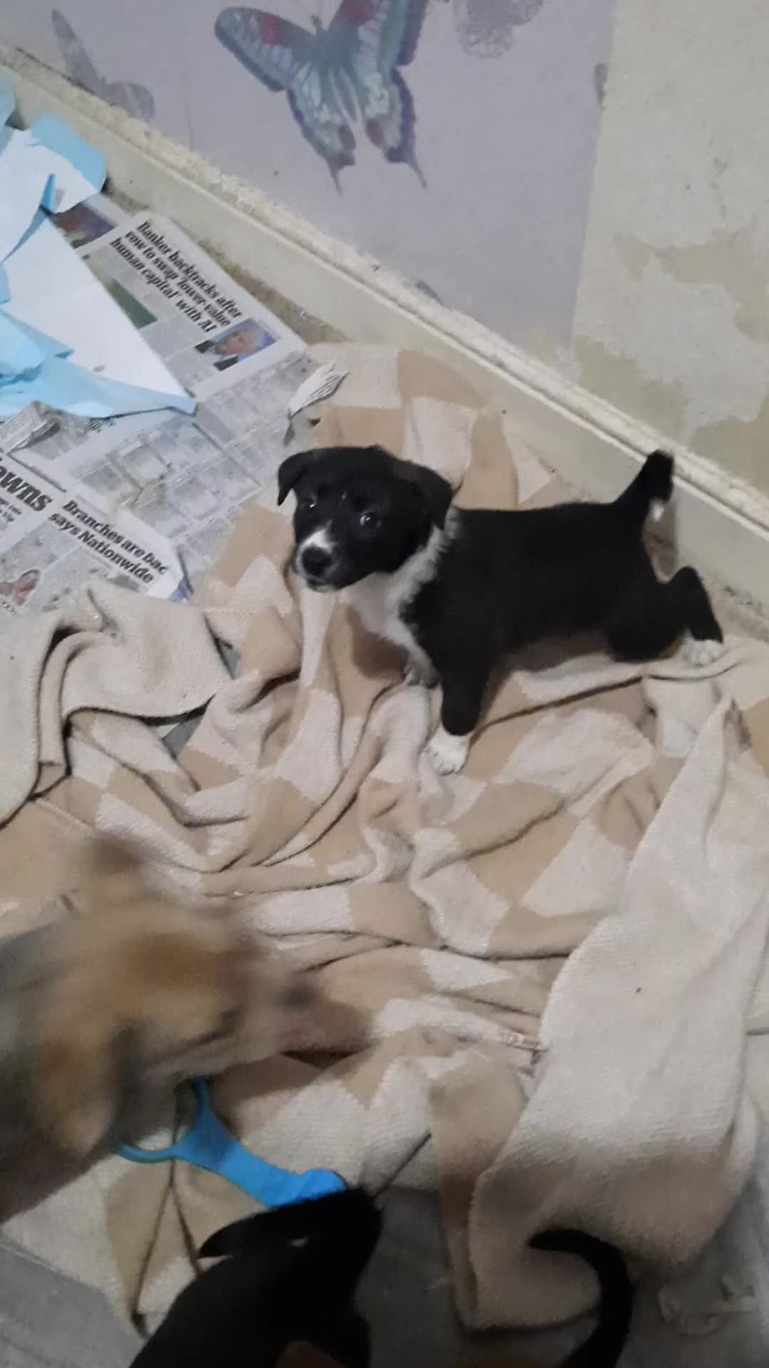 Mixed Breed dogs for sale: Mixed breed puppies in Pontypridd - Video 1