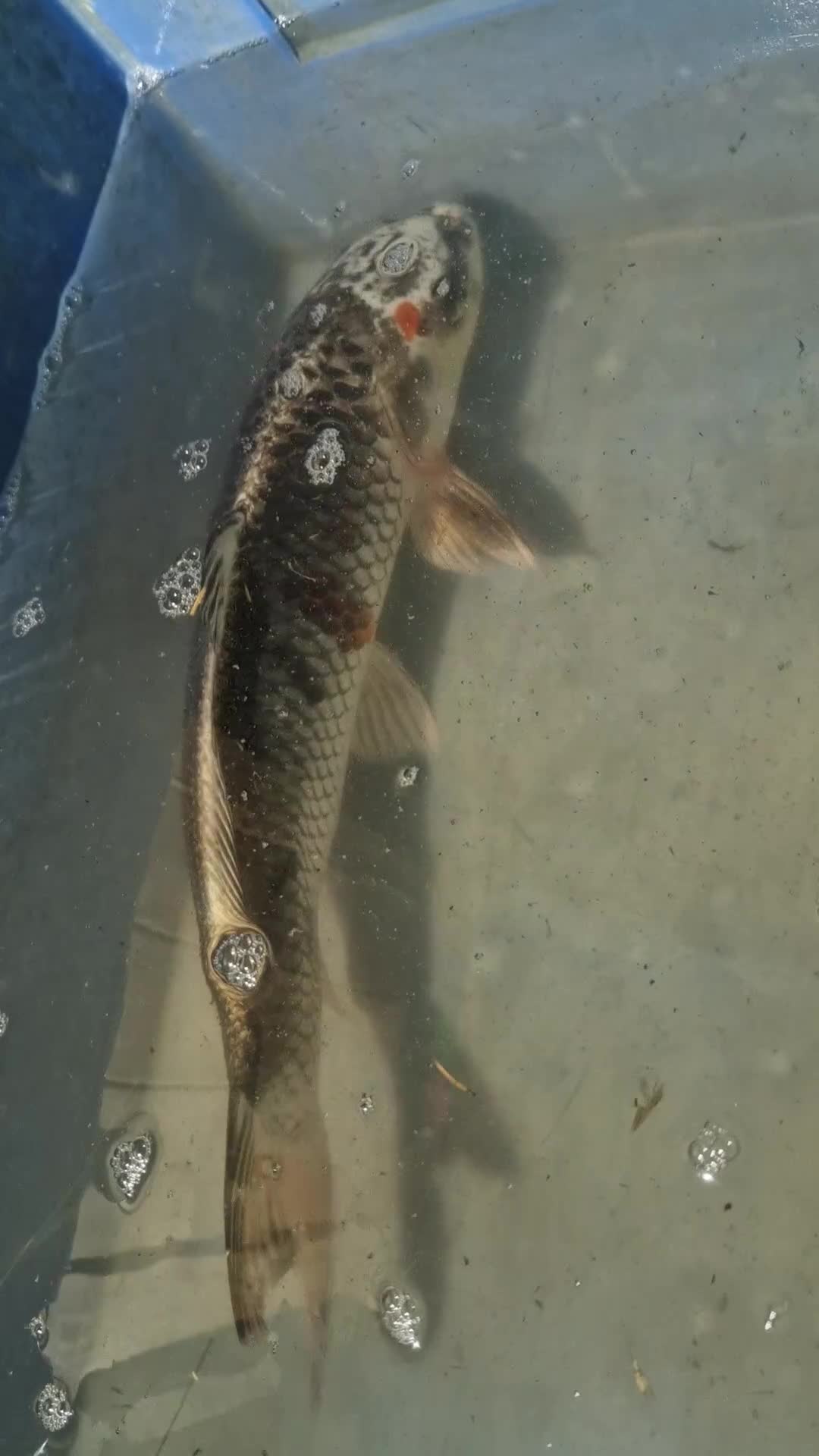 Koi Carp fish for sale: Koi carp various sizes - Video 2