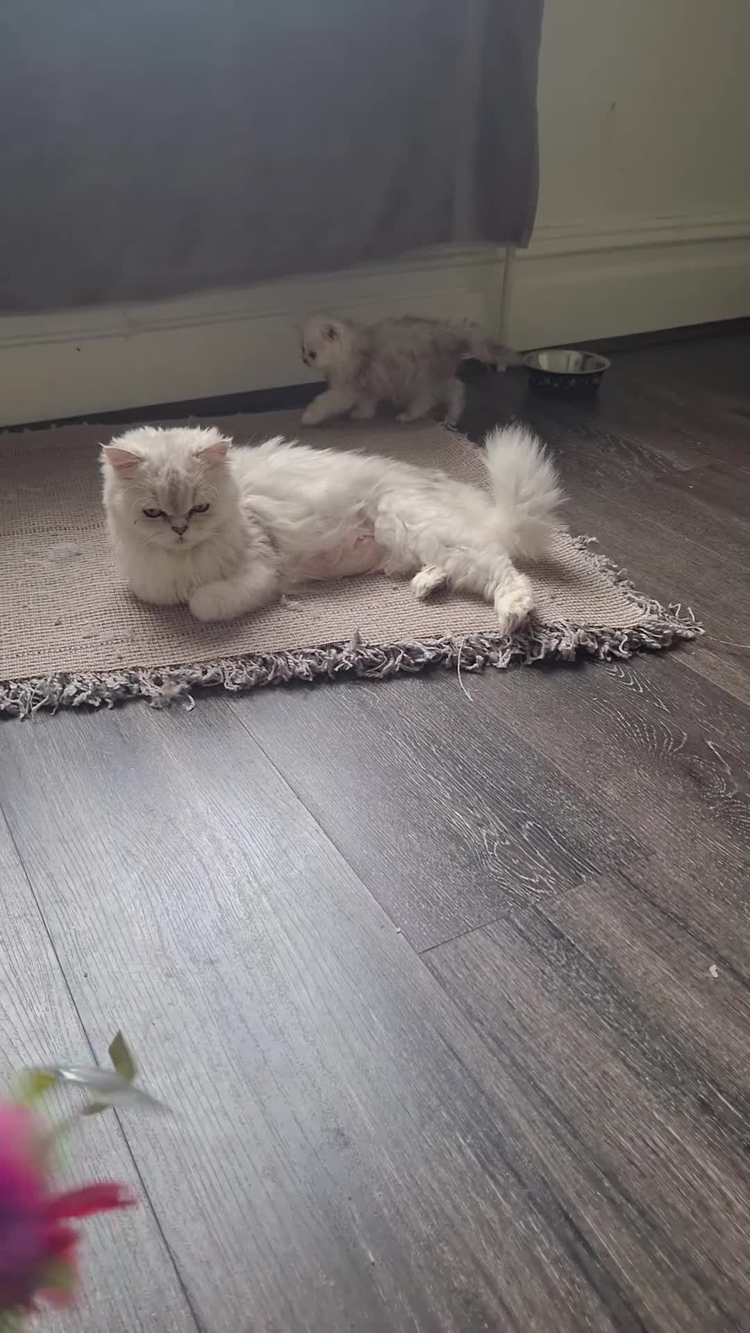 Persian cats for sale: 1 male left Persian chinchilla  - Video 2