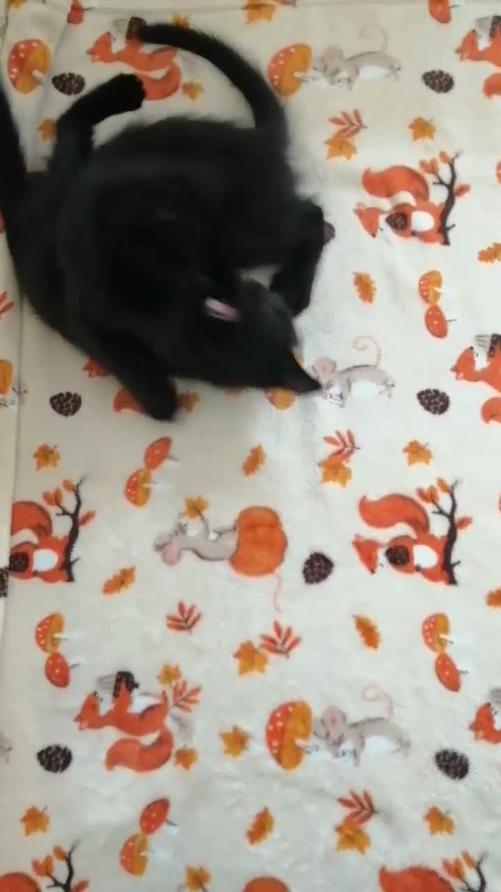 Mixed Breed cats for sale: Kittens. - Video 1