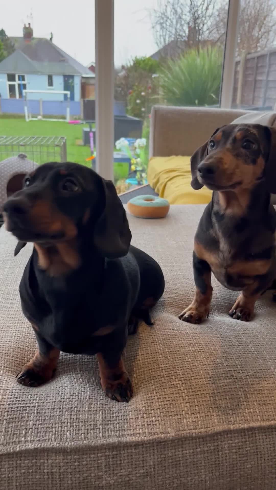 Miniature Dachshund dogs for sale: 7 month old miniature dachshund - Video 1