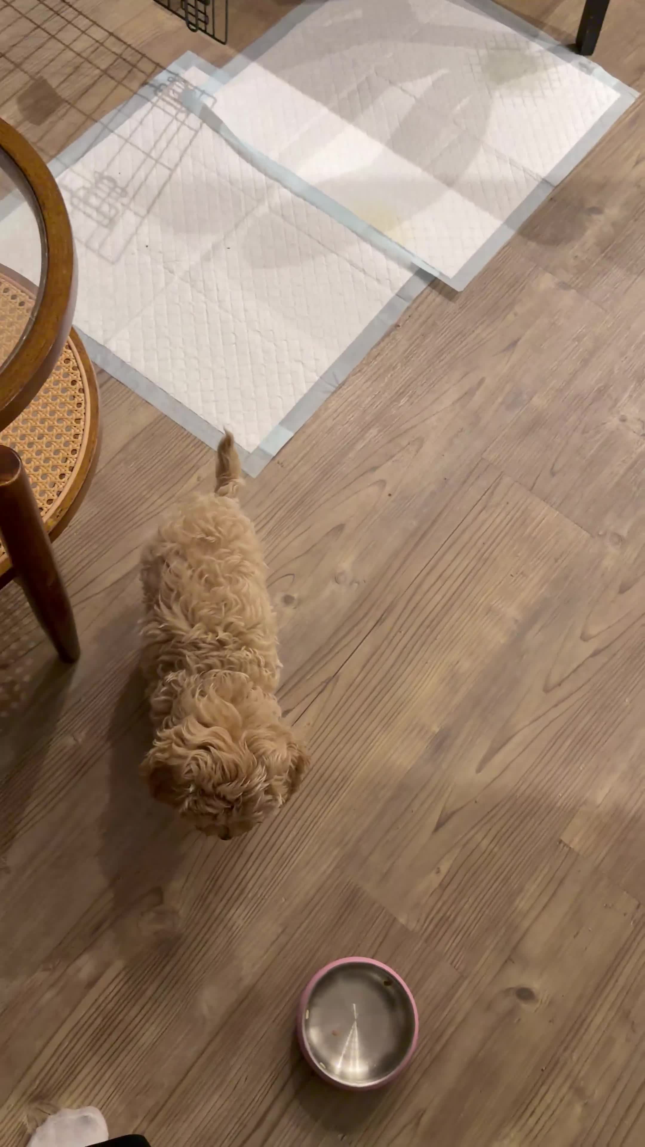 Mixed Breed dogs for sale: Female - Video 3