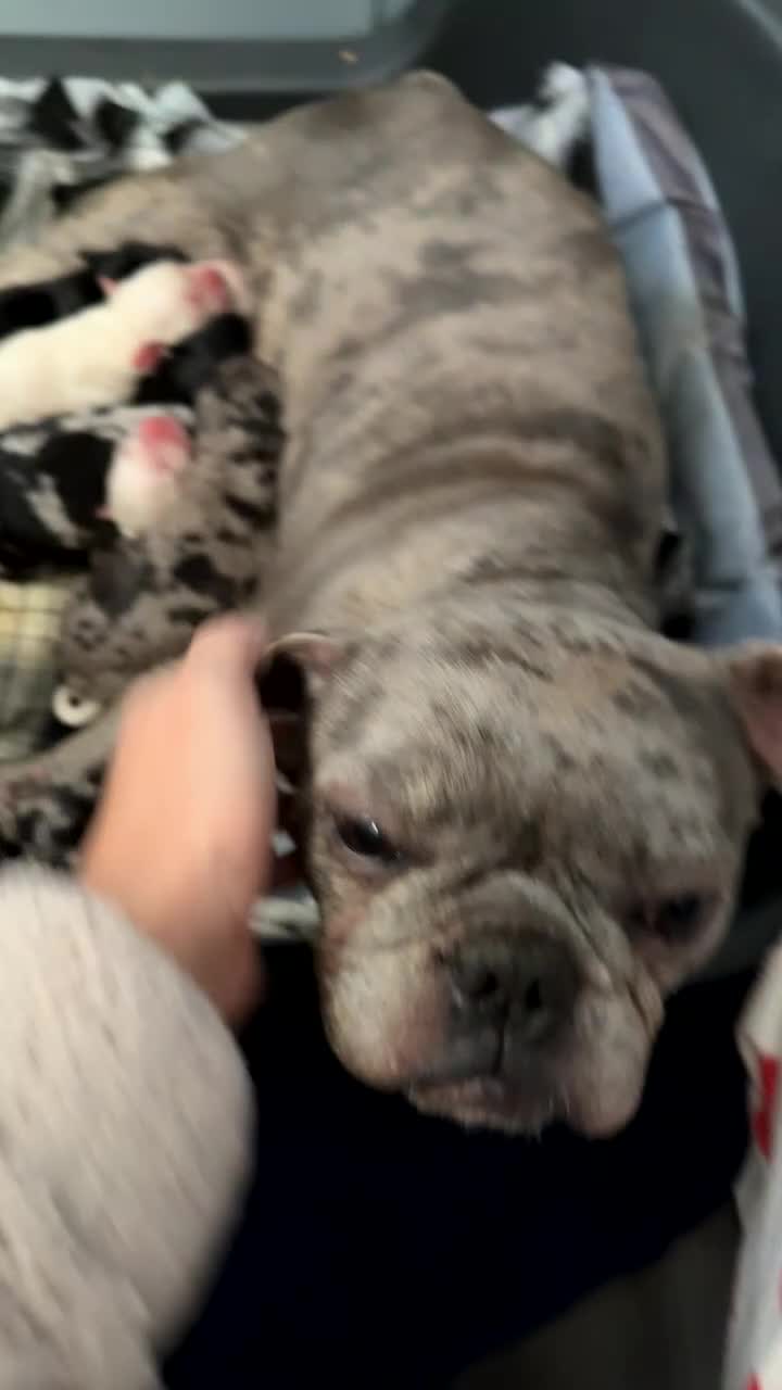 Mixed Breed dogs for sale: Beautiful Frenchie x Labrador puppies  - Video 2