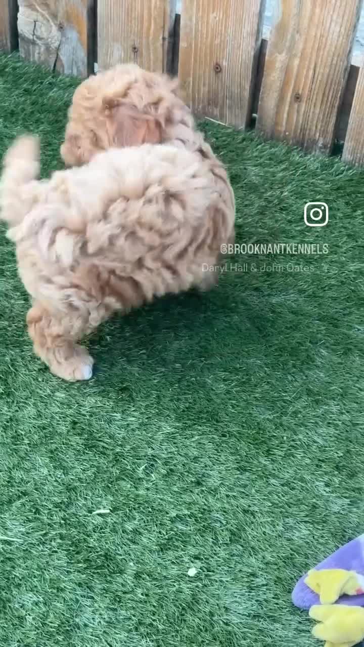 Cavapoochon dogs for sale: Adorable Cavapochon pups - Video 1