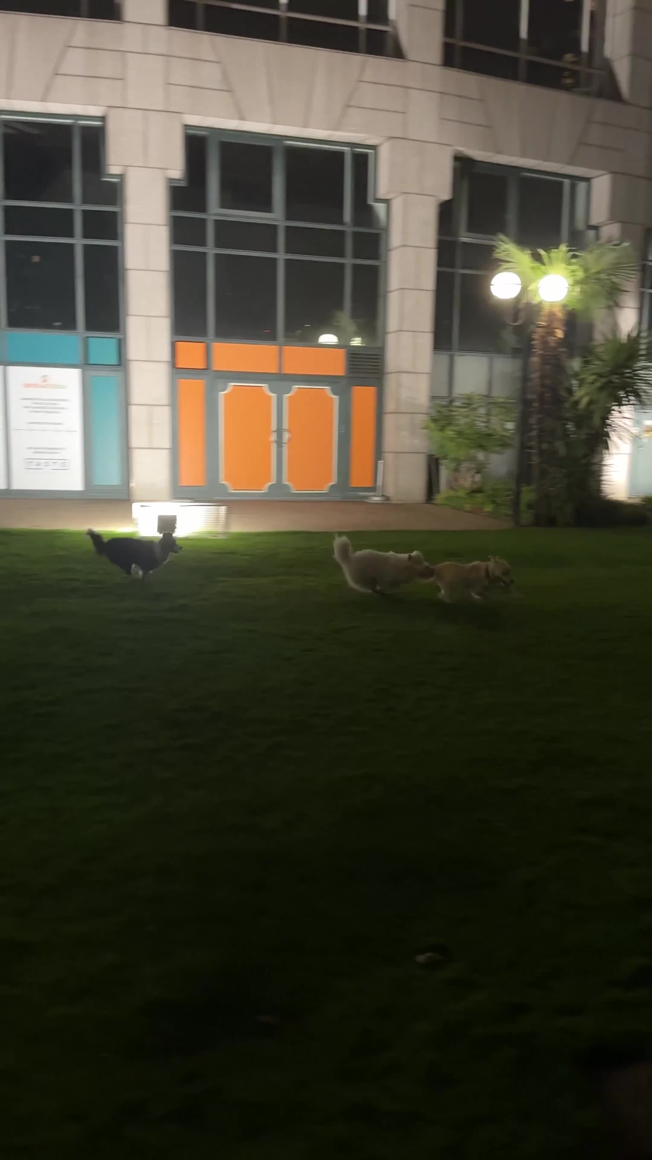 Mixed Breed dogs for sale: Golden lab/collie mix Azul - Video 3