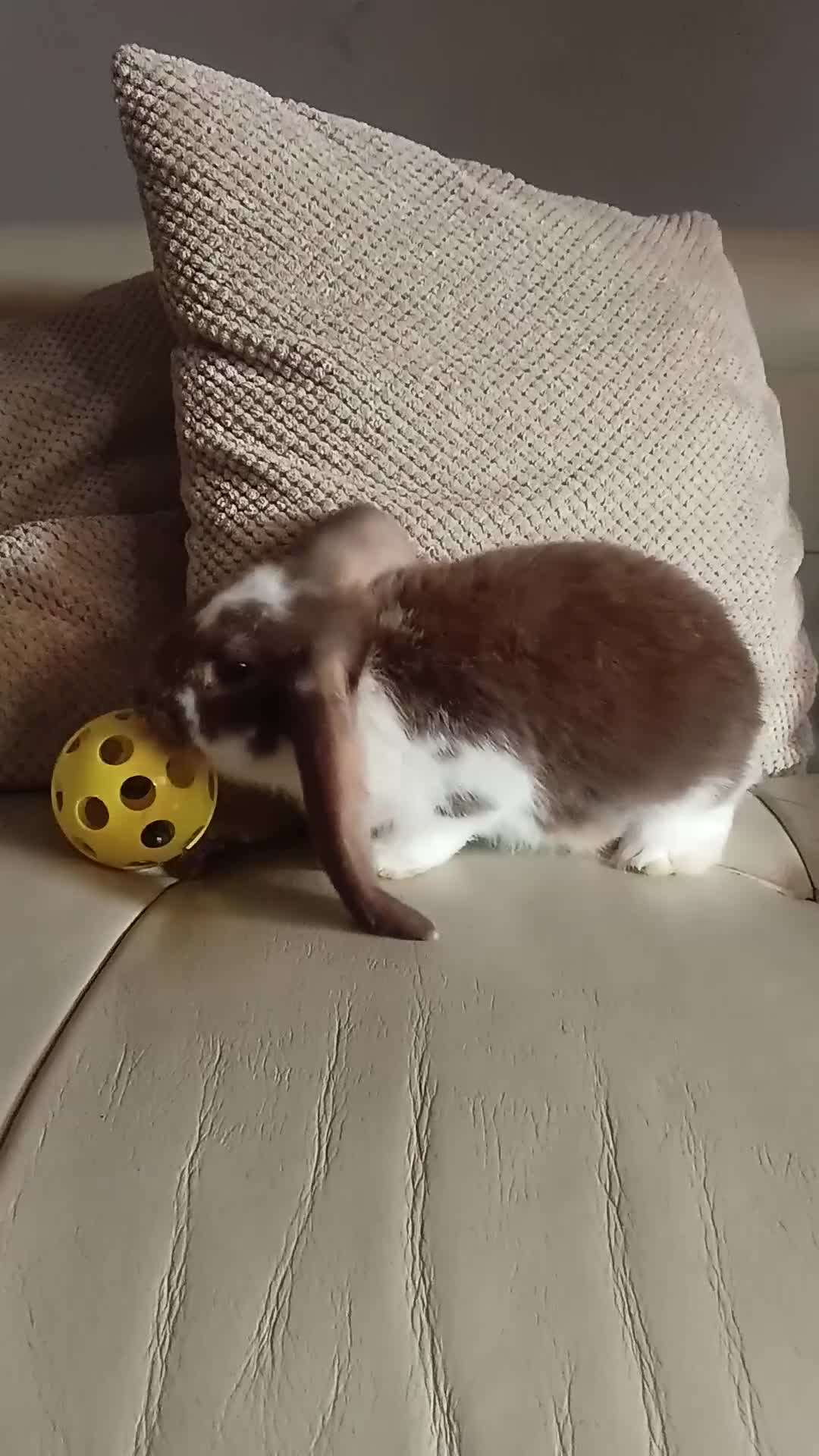 French Lop rabbits for sale: REDUCED!!! French lop bunnies - Video 4