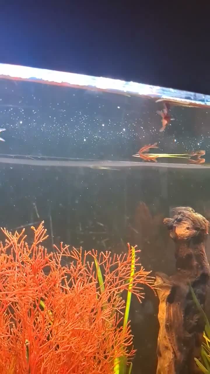 Barbs fish for sale: 7 cherry barbs free to a good home. in Abbots Langley - Video 1
