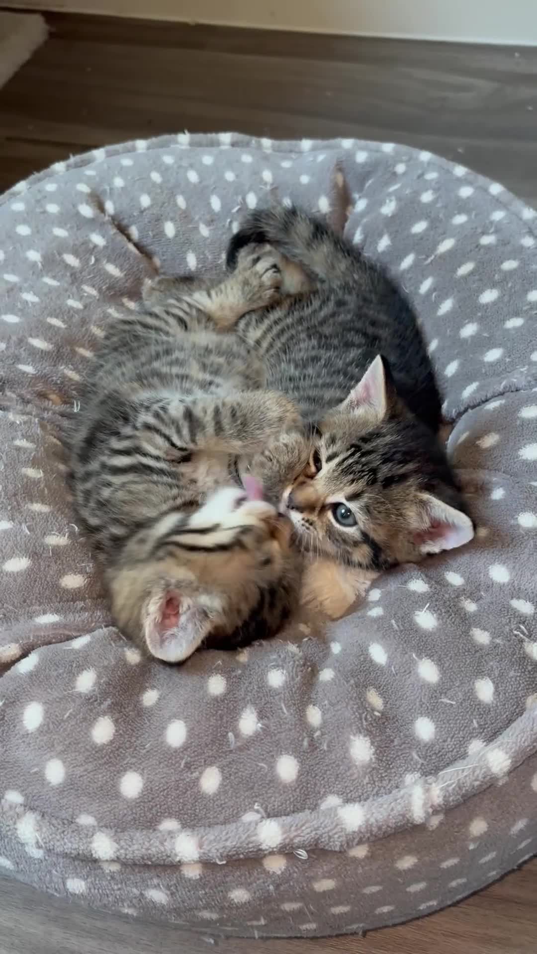 Mixed Breed cats for sale: Two beautiful male kittens in Buckingham - Video 1