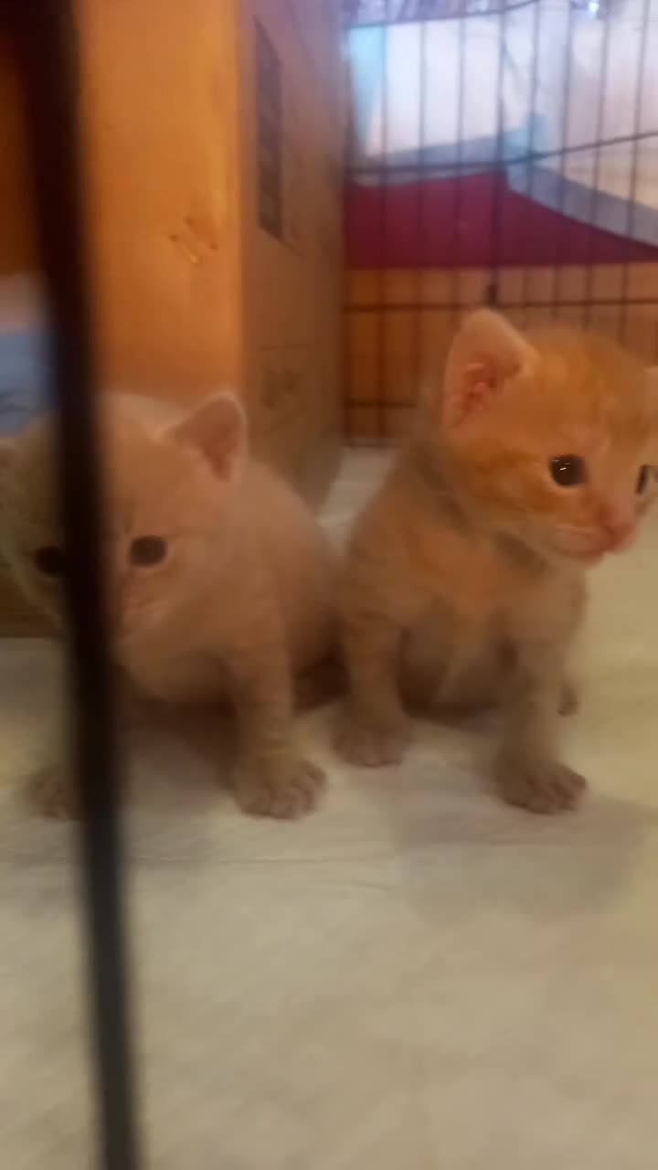 Bengal cats for sale: 3 Beautiful Male Bengal X Kittens - Video 1