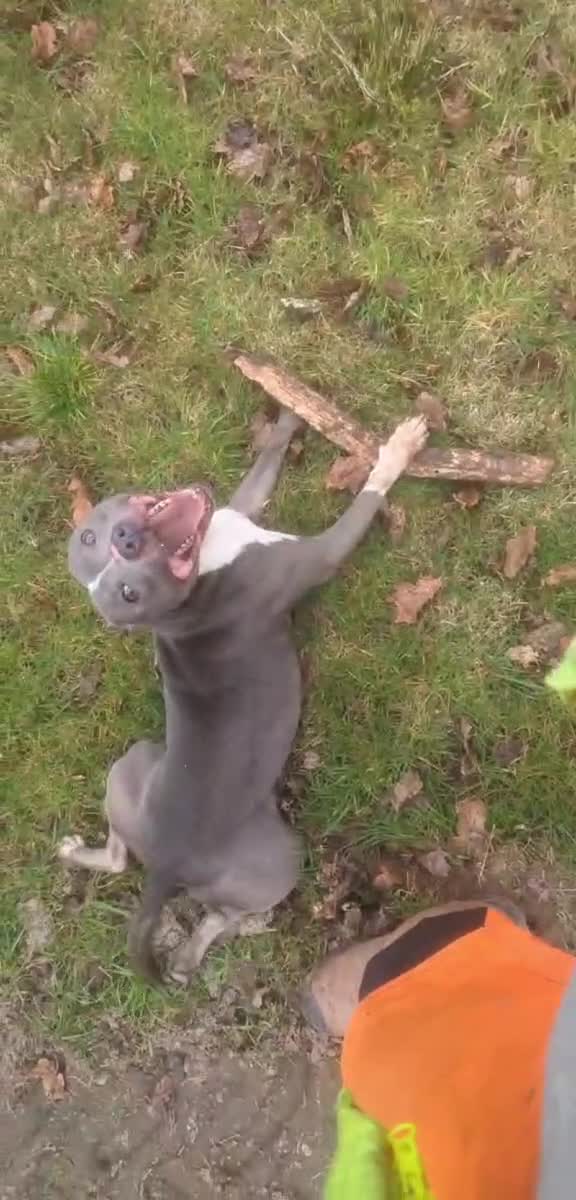 Staffordshire Bull Terrier dogs for sale: 3 year old boy for sale  - Video 1