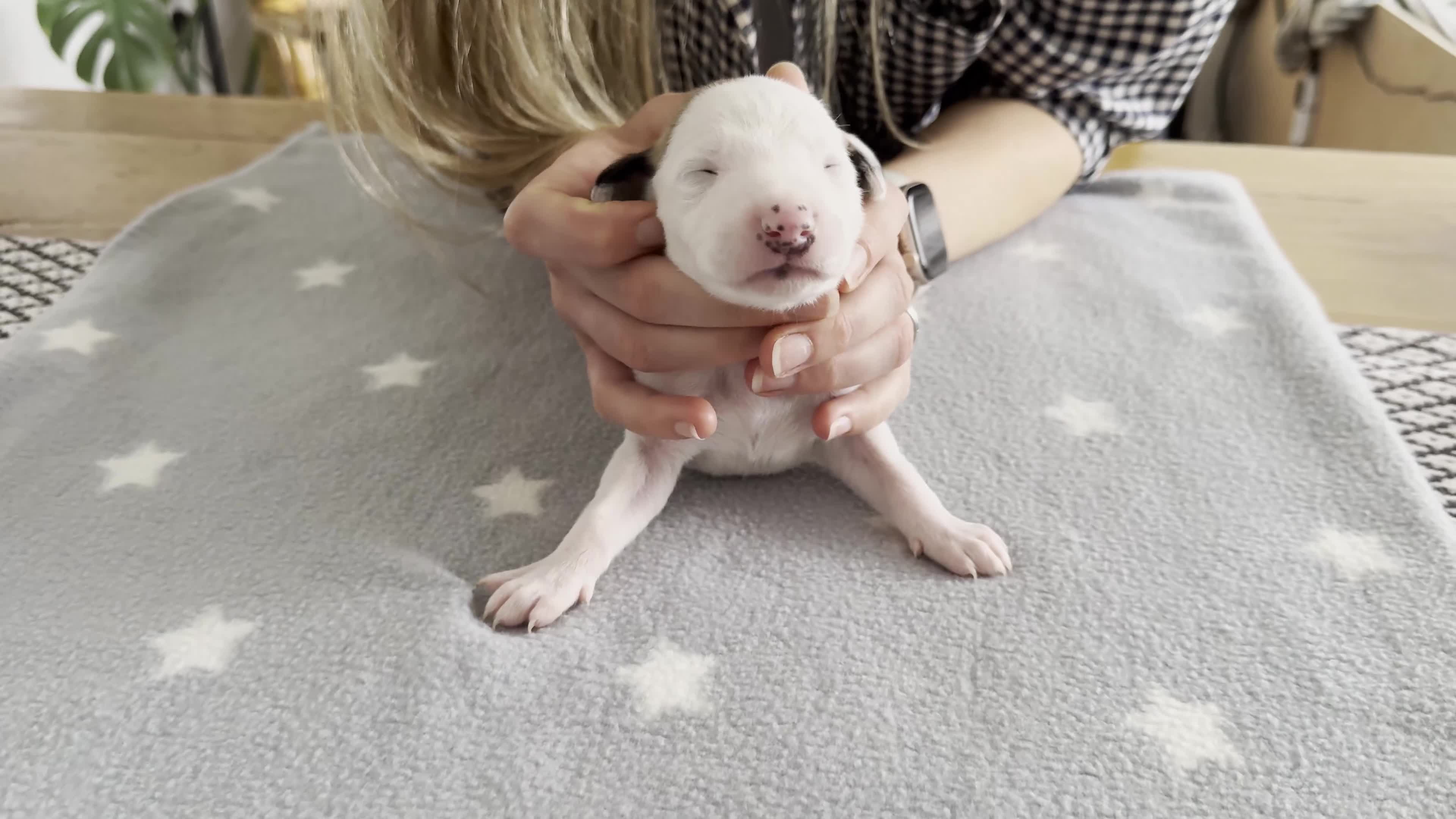 Whippet dogs for sale: KC Registered Small Whippet Puppies  - Video 2