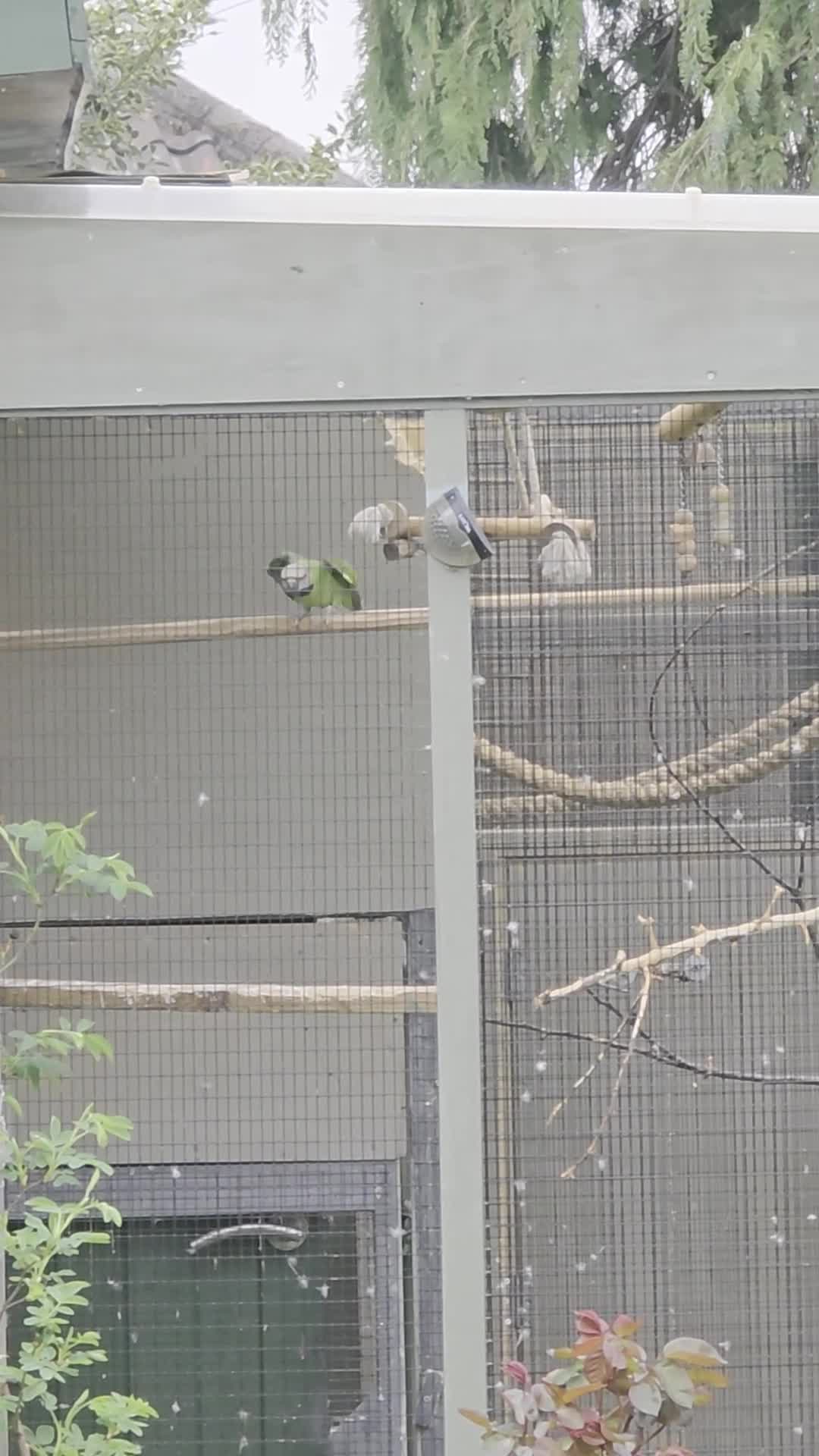 Parakeets birds for sale: Breeding Pair Mustache Parakeets - Video 1