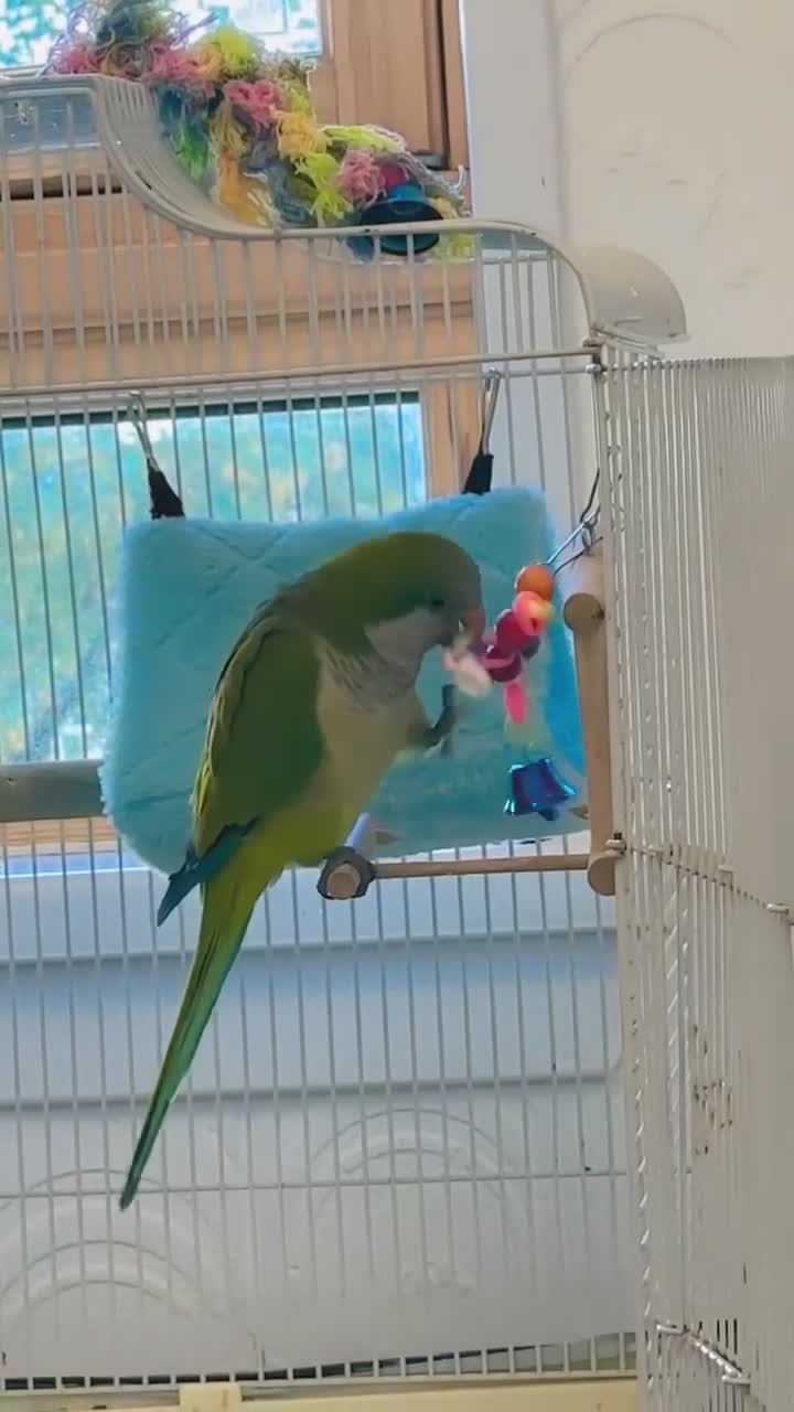 Parrots birds for sale: quaker  for sale in Smethwick - Video 4