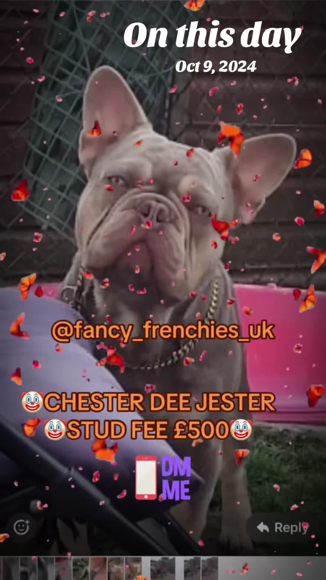 French Bulldog dogs for stud: Stunning French Bulldog For Stud in Dundee - Video 4