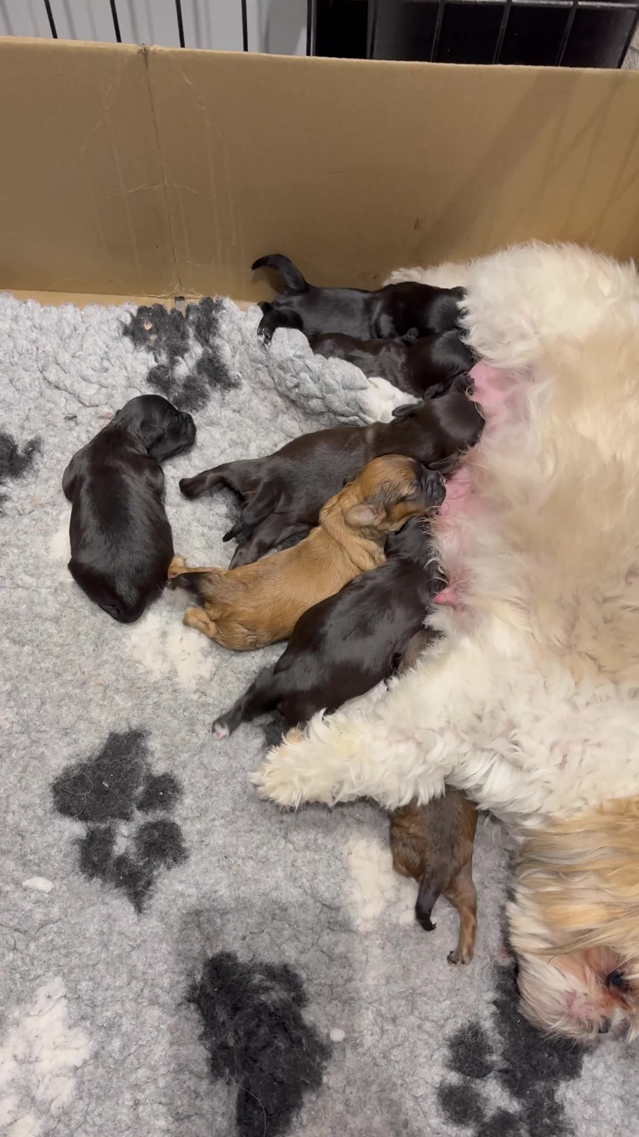 Shihpoo dogs for sale: Shihpoo f1 puppies  🩷🩷 - Video 3