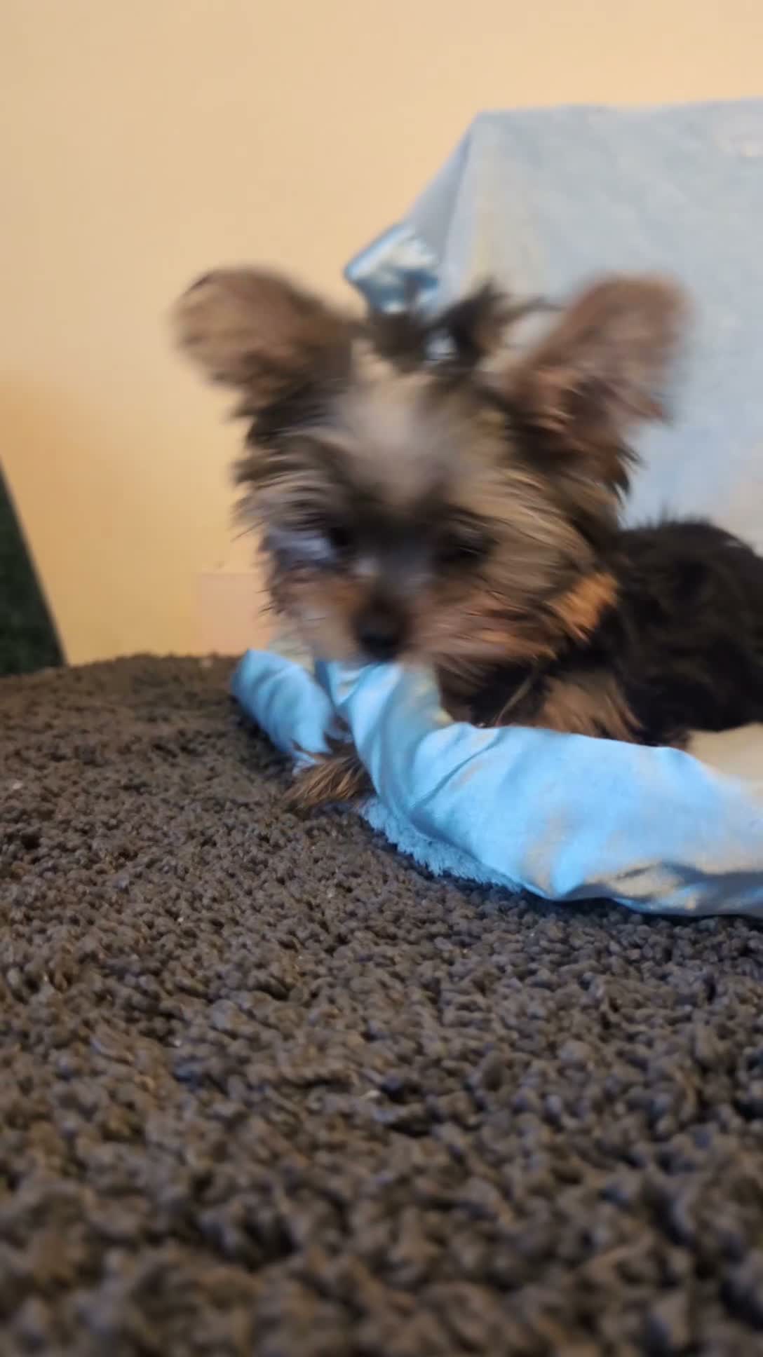 Yorkshire Terrier dogs for sale: Yorkshire Terrier ready for new home  - Video 3