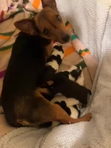 Jack Russell dogs for sale: Gorgeous short legged Jack Russell puppies   - Video 1